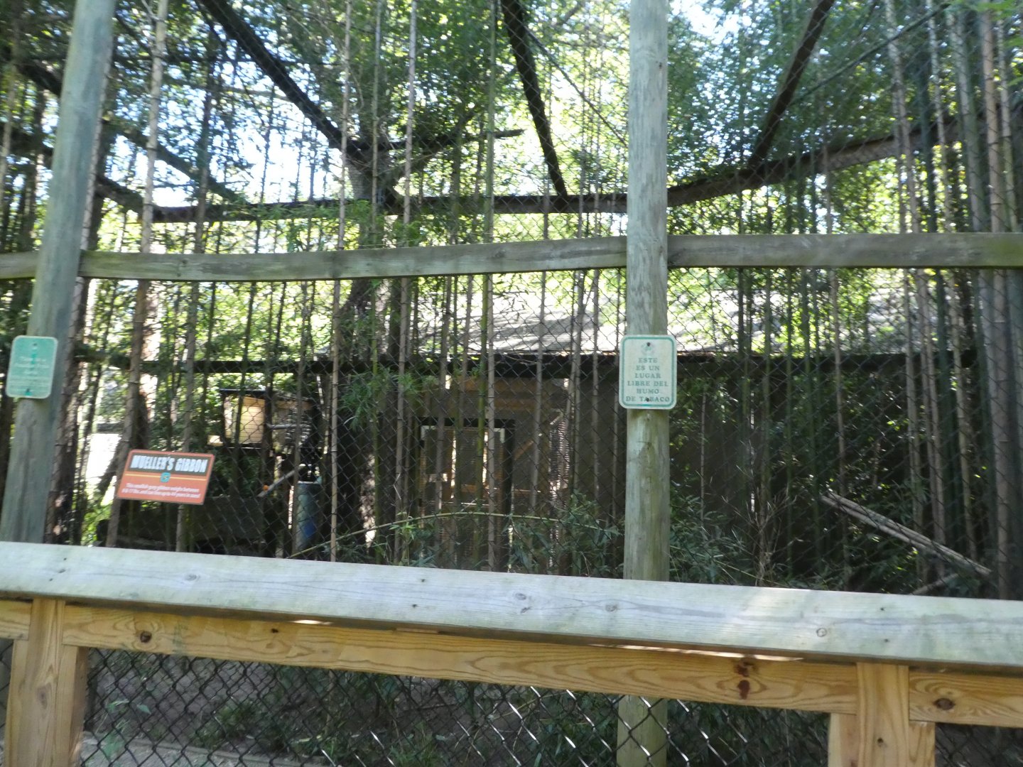 Muller's Gibbon Exhibit