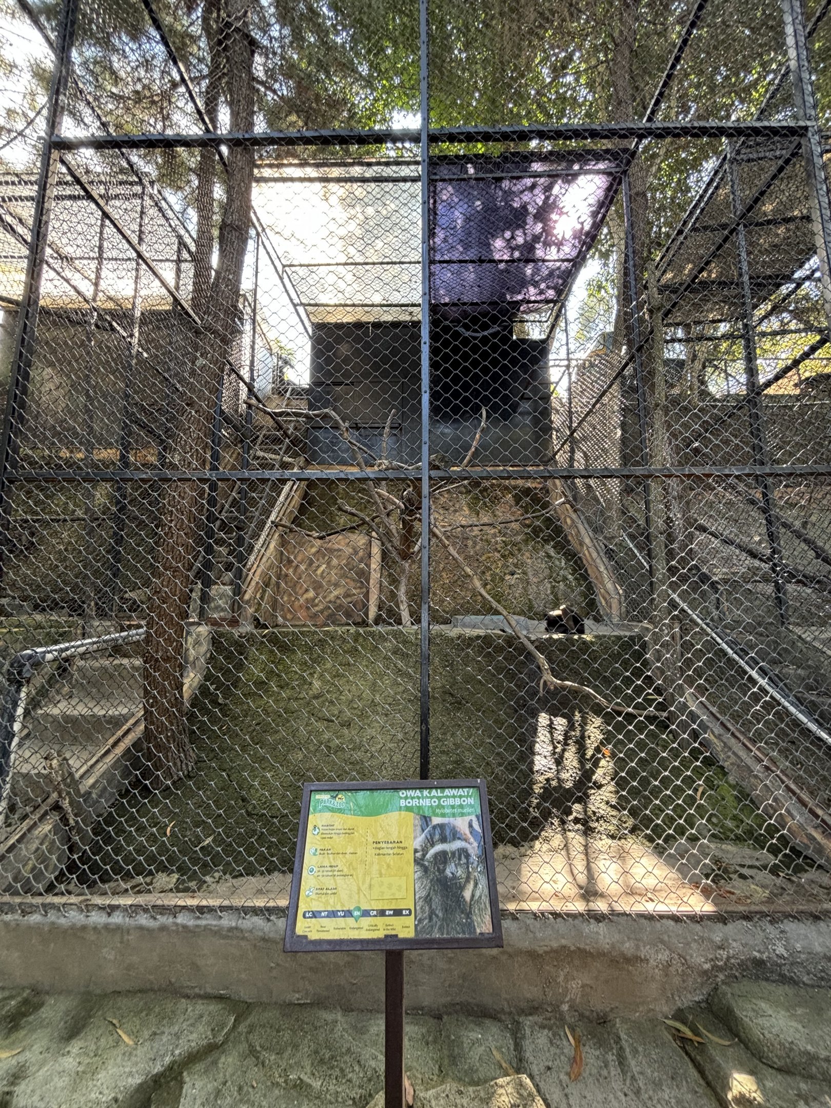 Muller’s Gibbon Exhibit