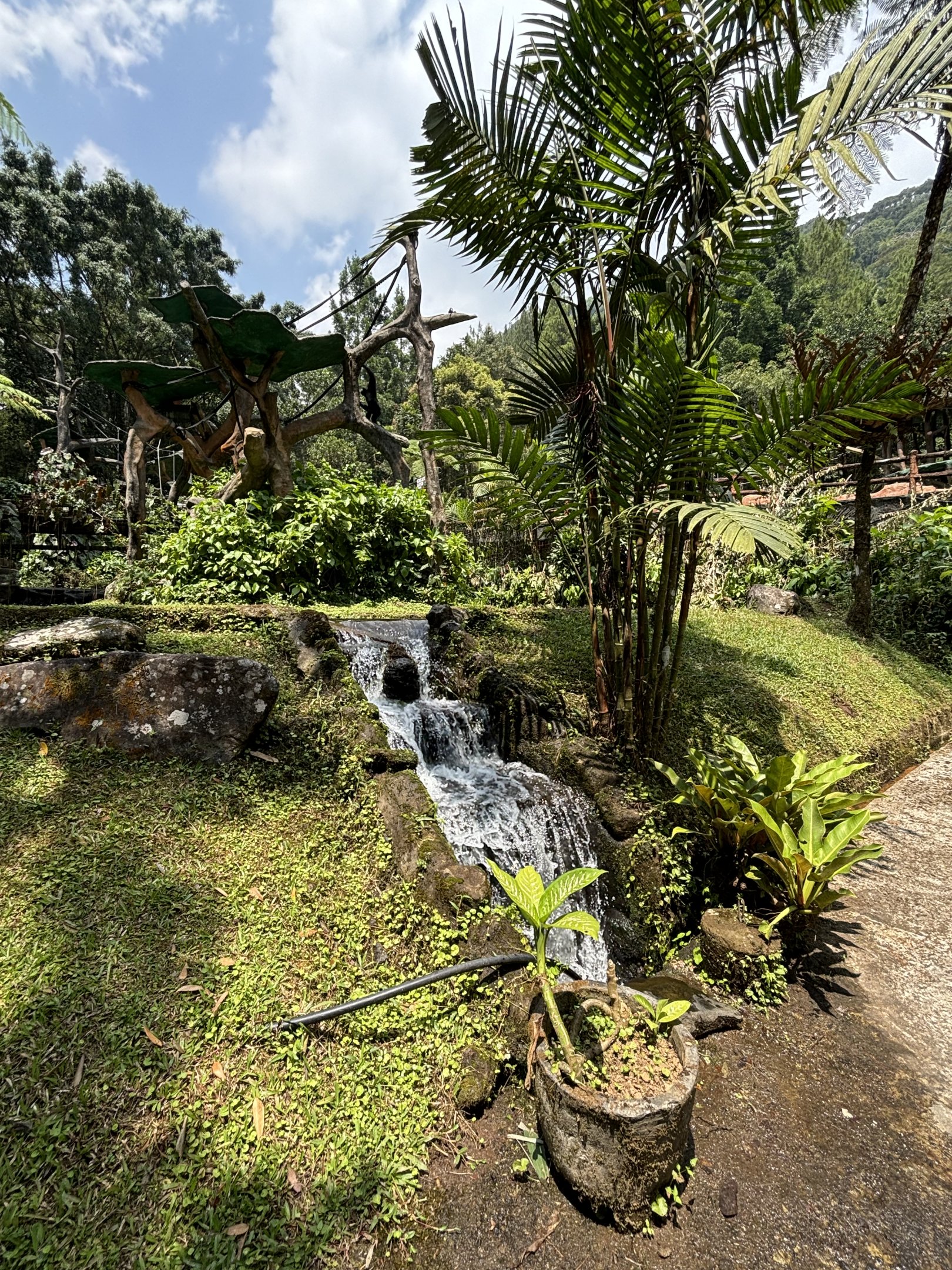 Muller’s Gibbon Exhibit