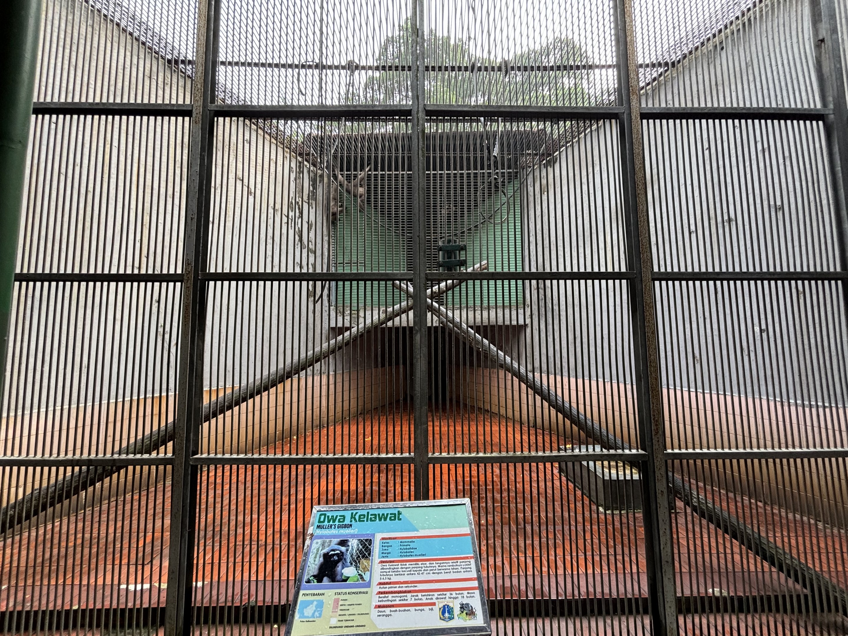 Muller’s Gibbon Exhibit