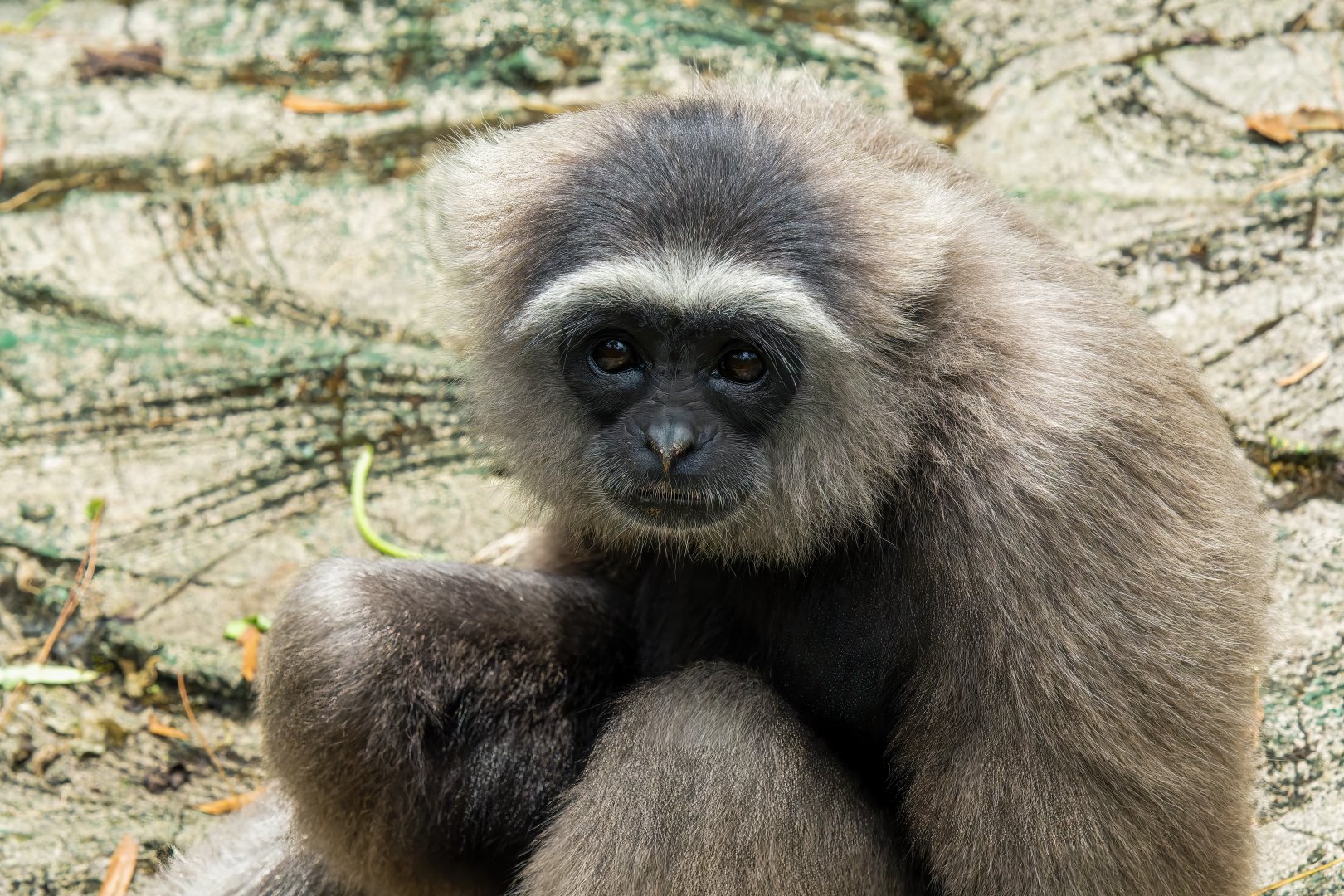 Müllers gibbon - Hylobates muelleri - Primate Centre