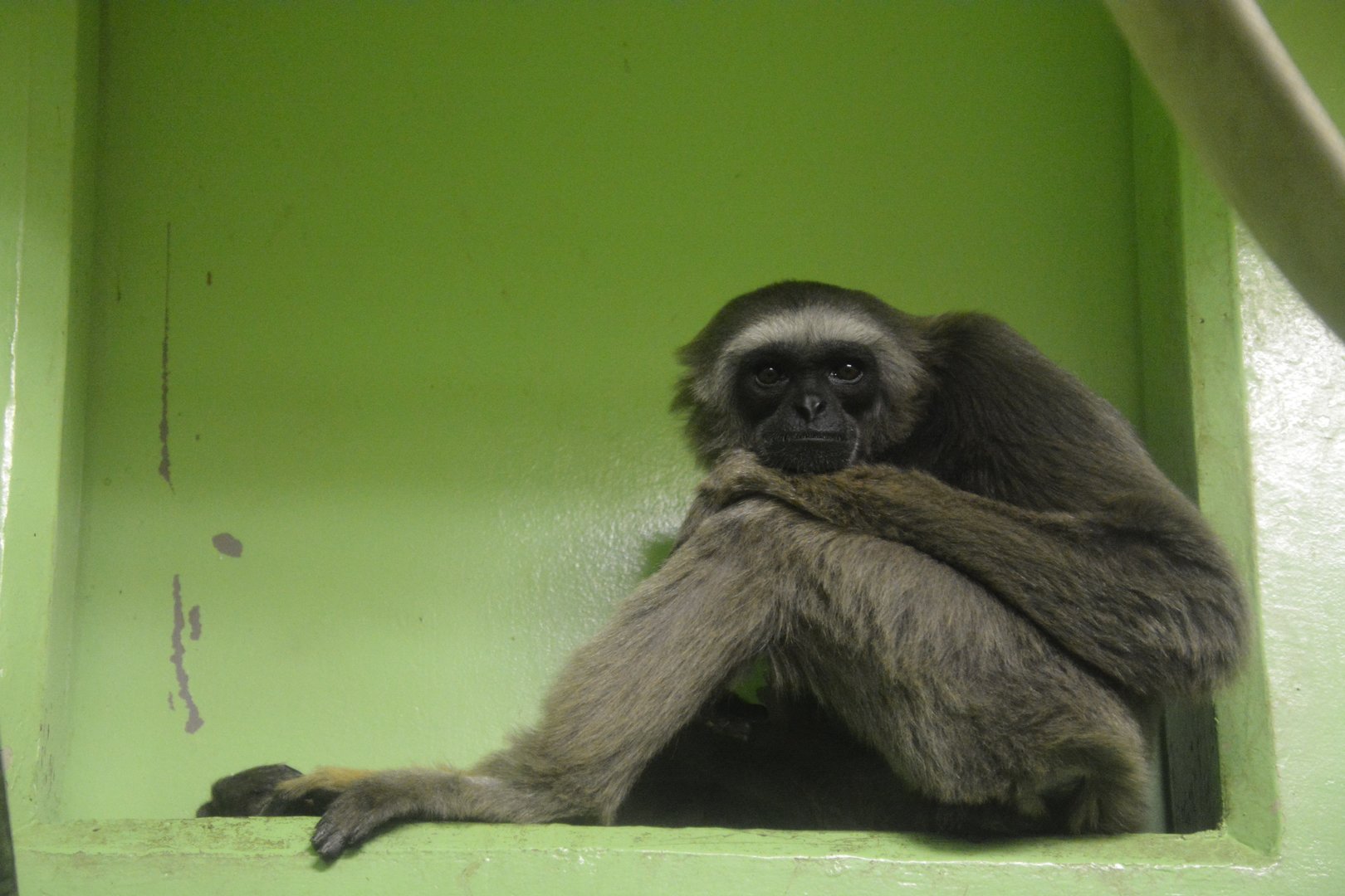 Müller's gibbon (Hylobates muelleri)