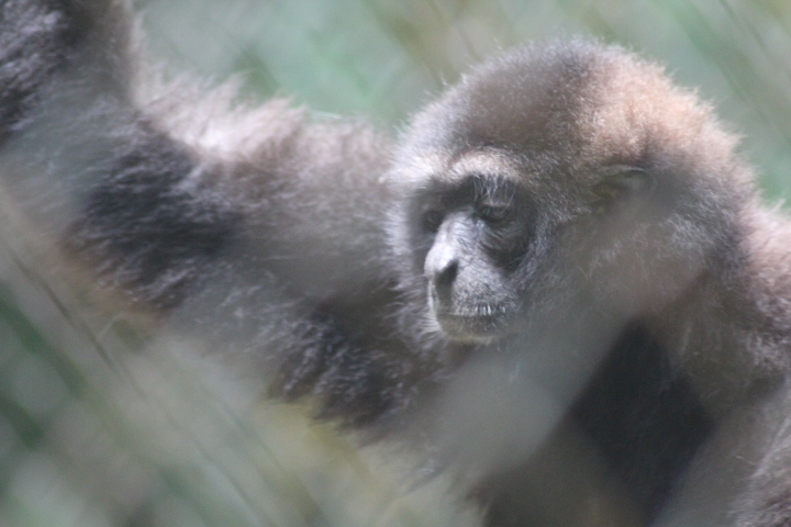 Müller's gibbon (Hylobates muelleri)