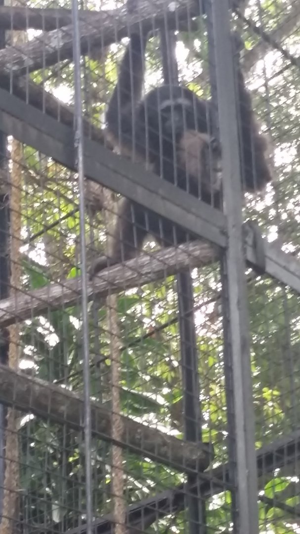 Müller's gibbon (Hylobates muelleri)