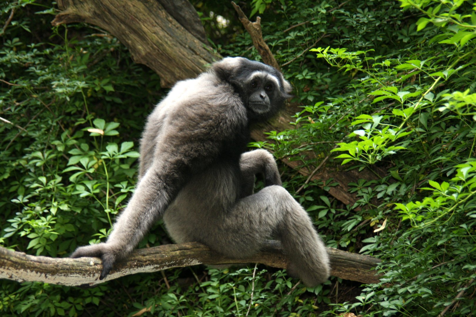 Müller's gibbon (Hylobates muelleri)