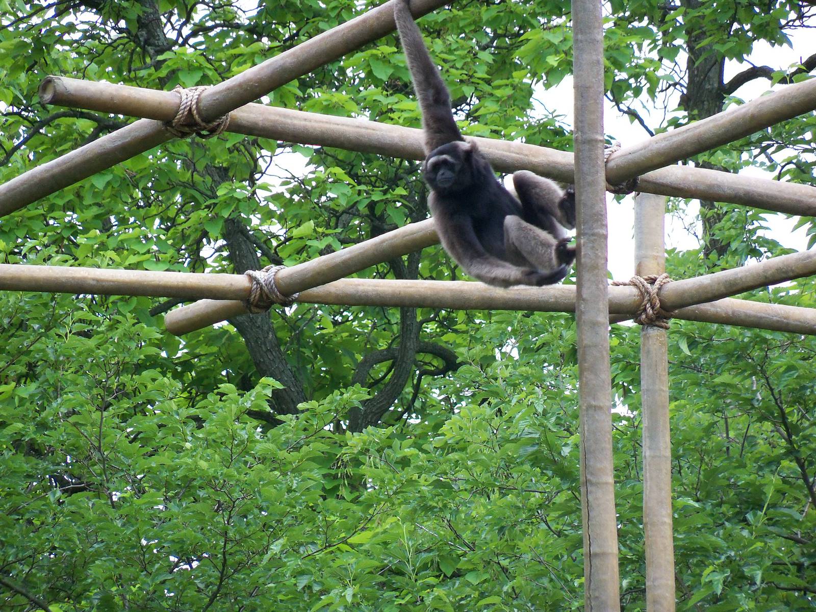 Müller's Gibbon