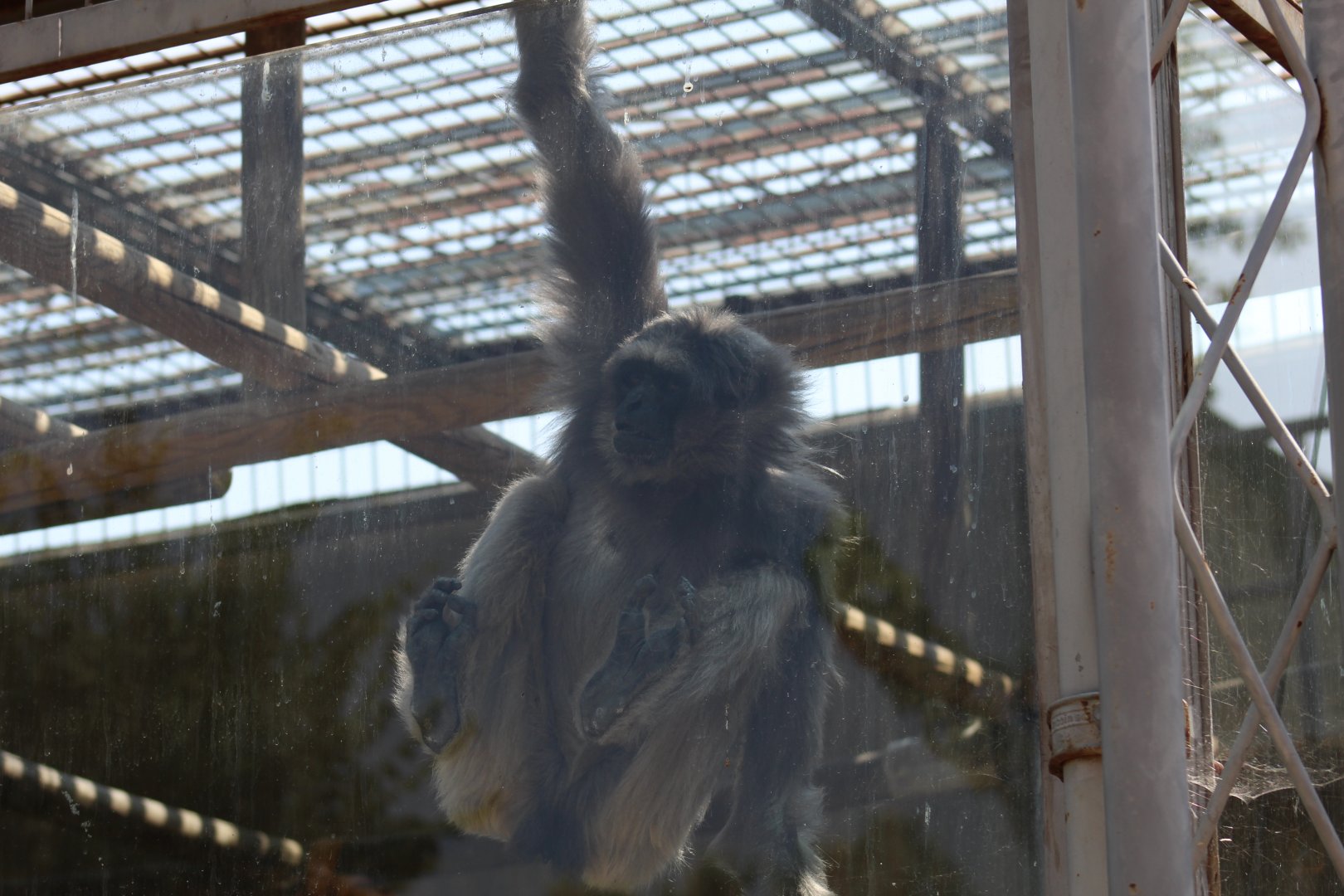 Müller's Gibbon