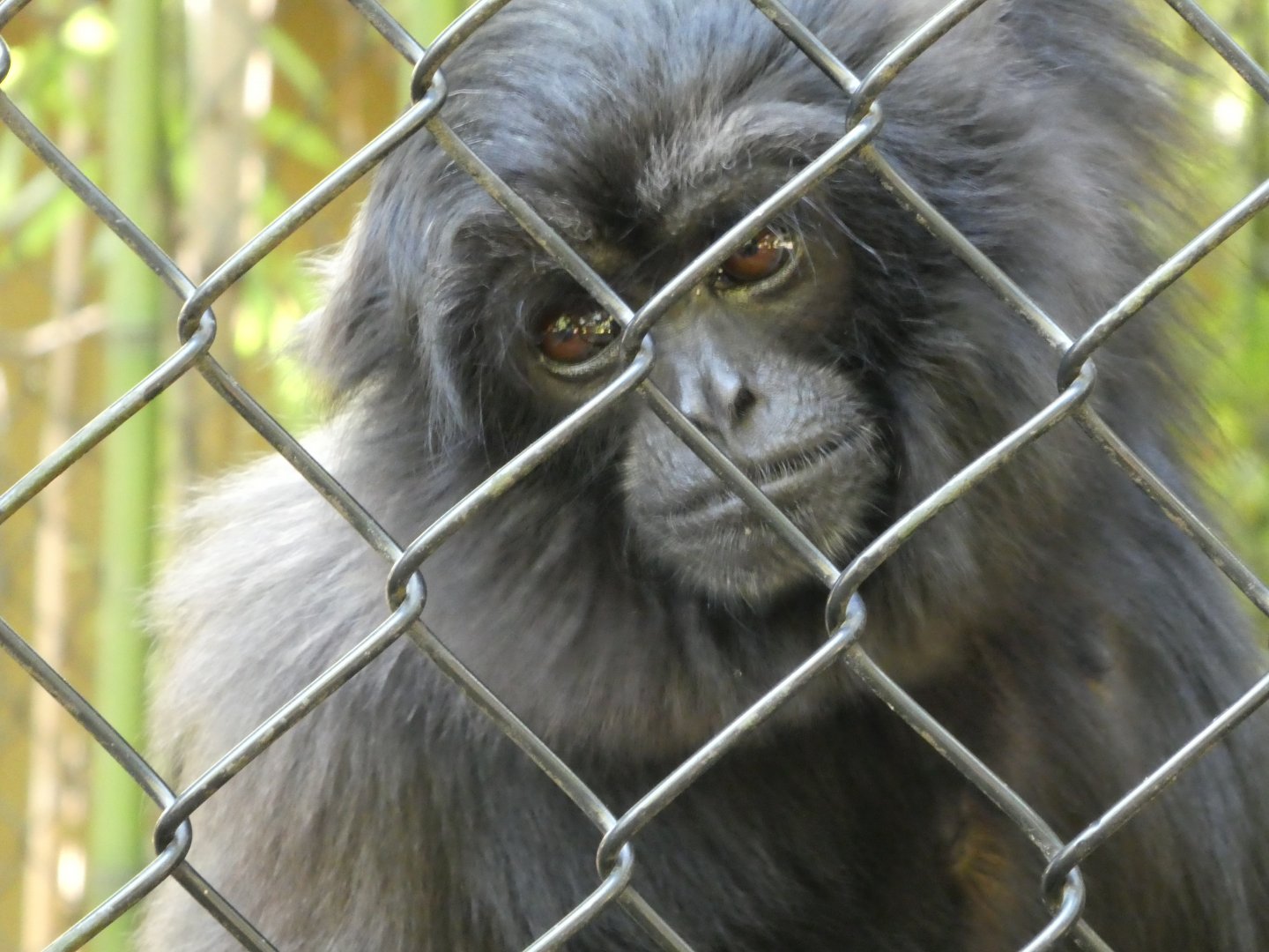 Muller's Gibbon