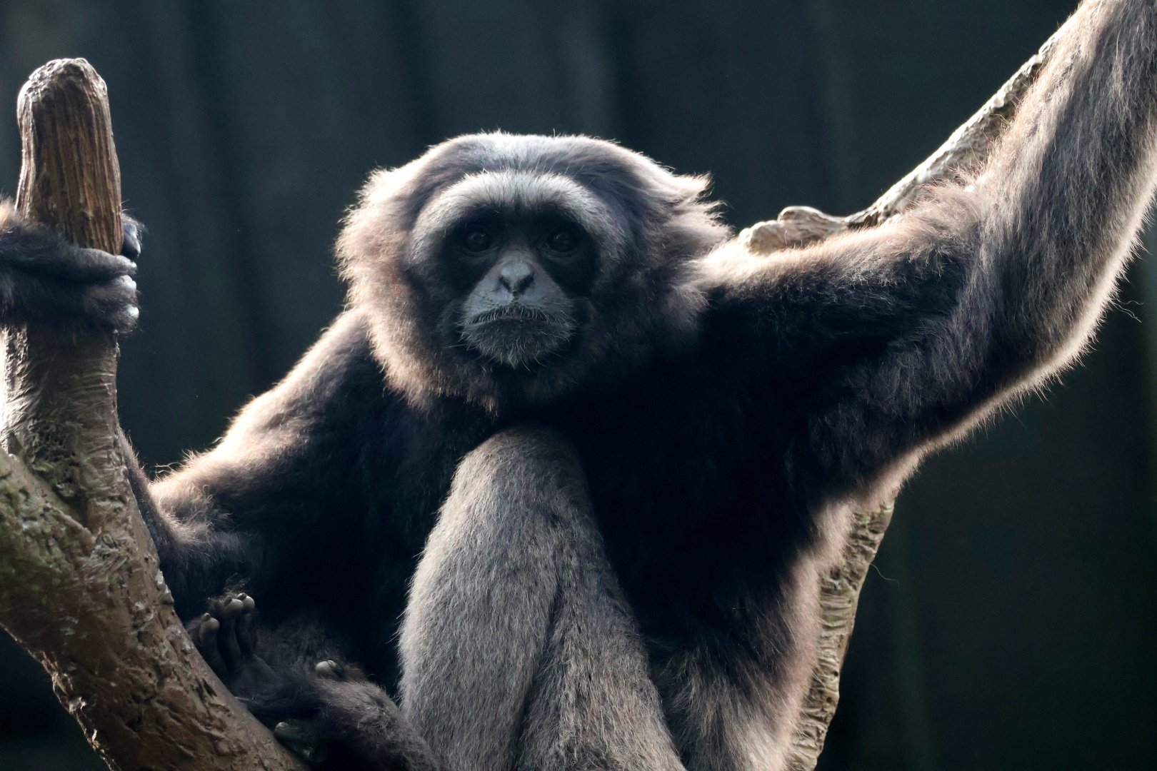 Muller’s Gibbon