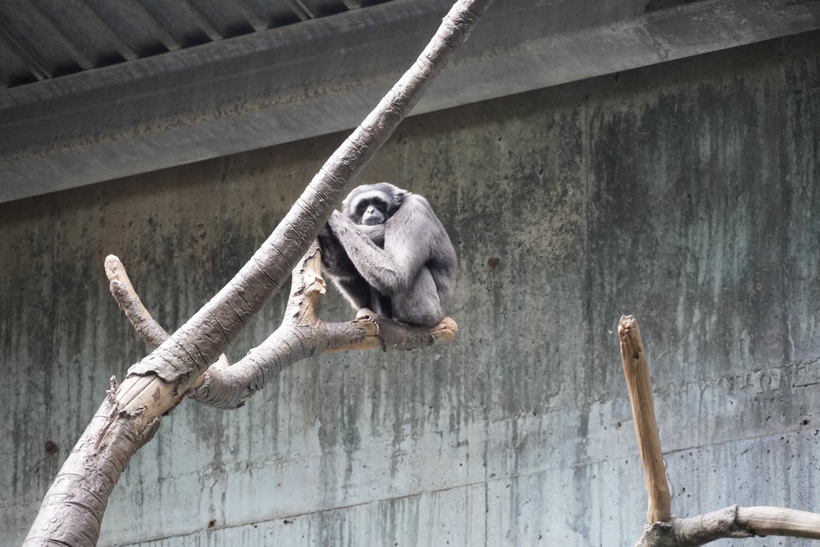 Müller’s Gibbon