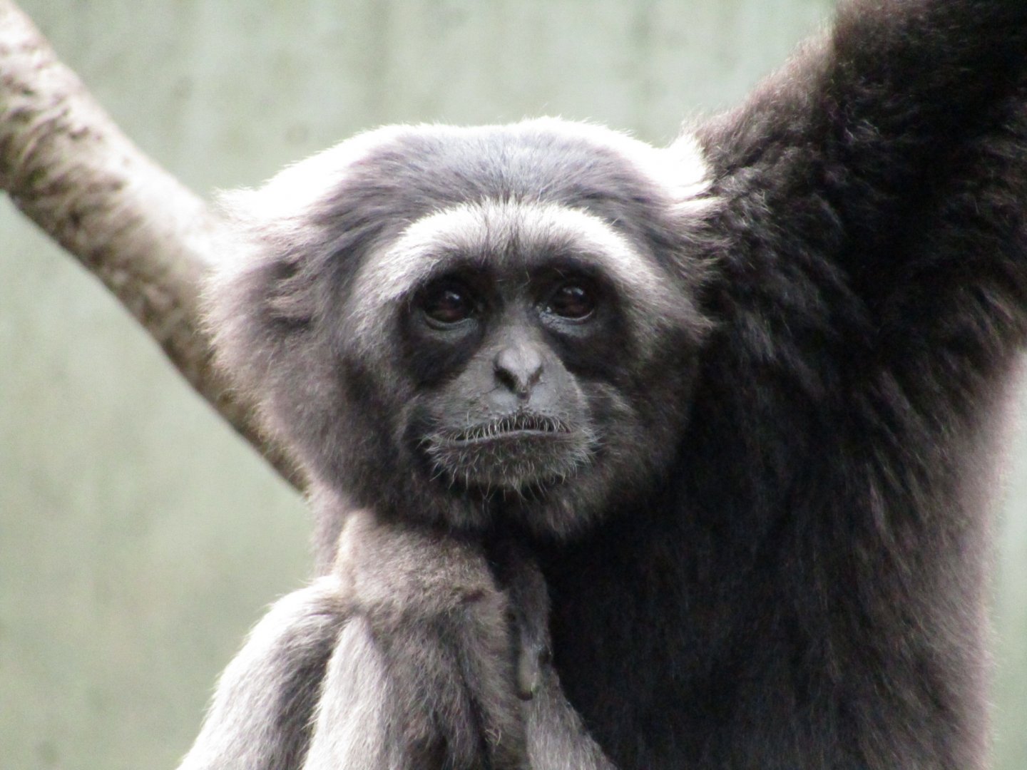 Muller's Gray Gibbon
