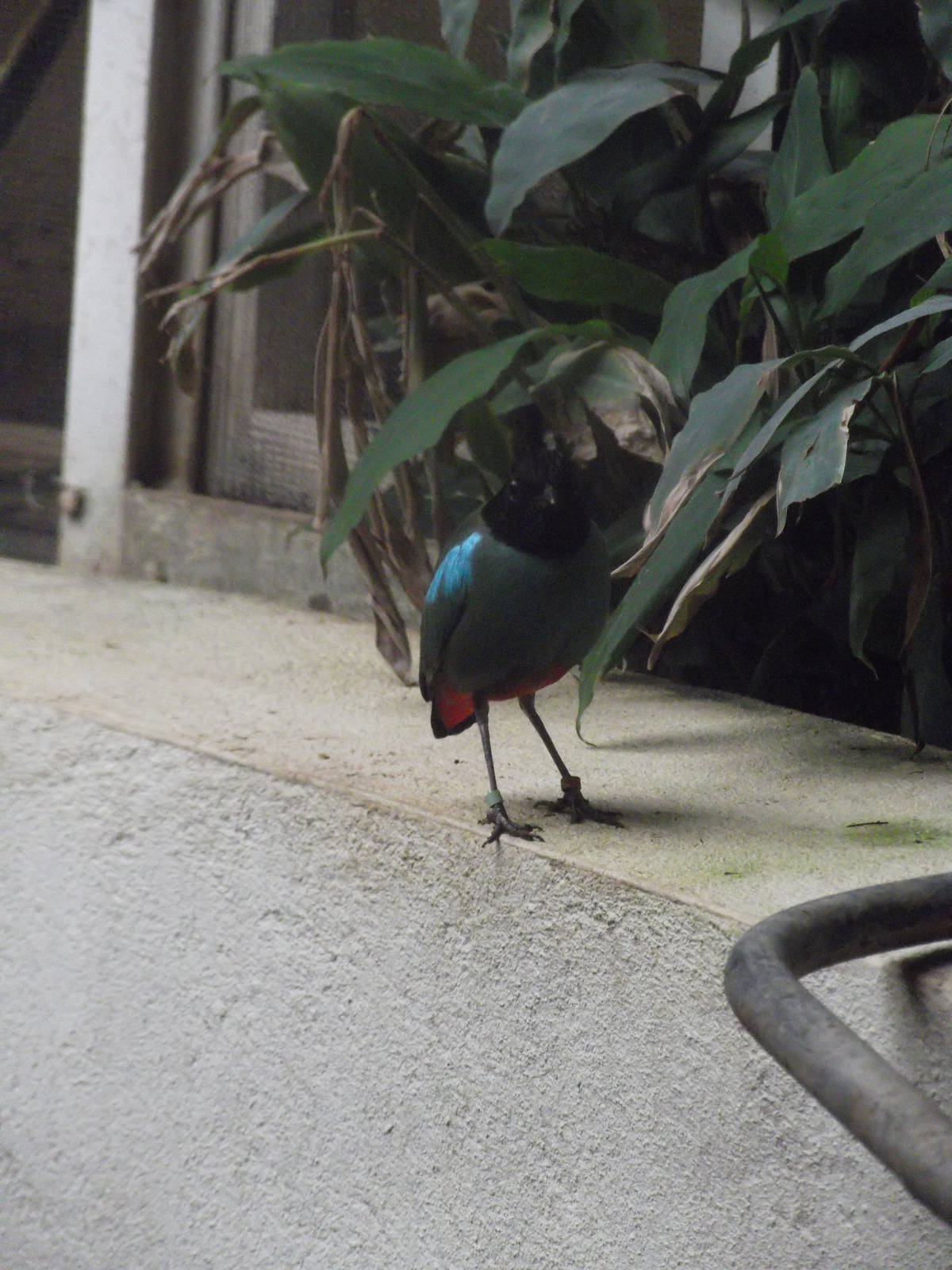 Muller's hooded pitta