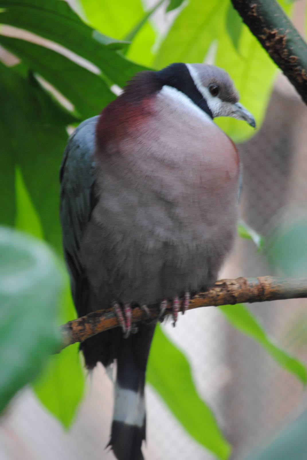 Muller's Imperial Pigeon