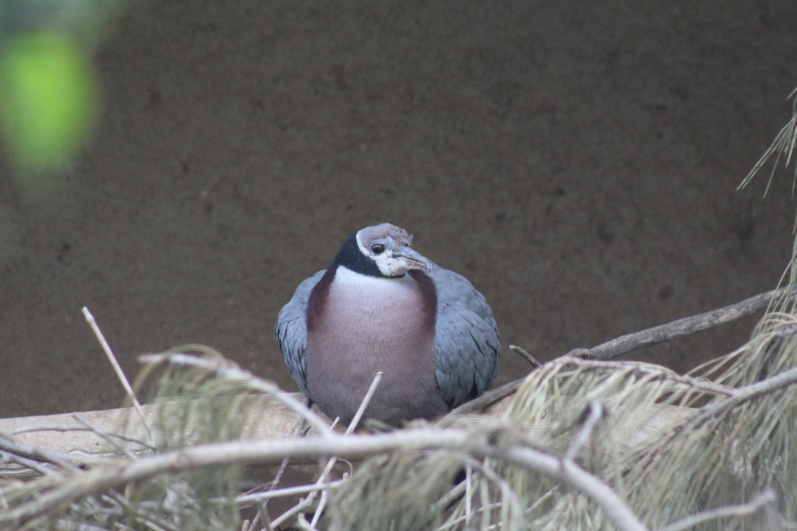Müller's Imperial-Pigeon