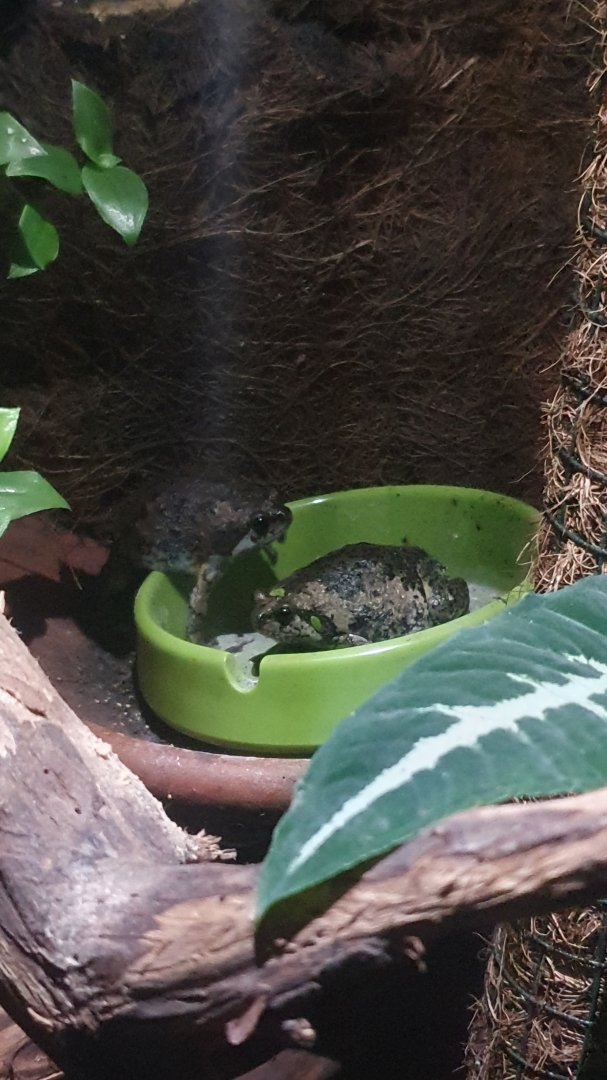 Muller's Narrowmouthed Frog (Kaloula baleata)