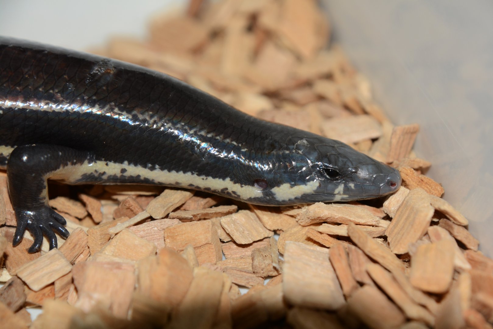 Muller's skink (Sphenomorphus muelleri)