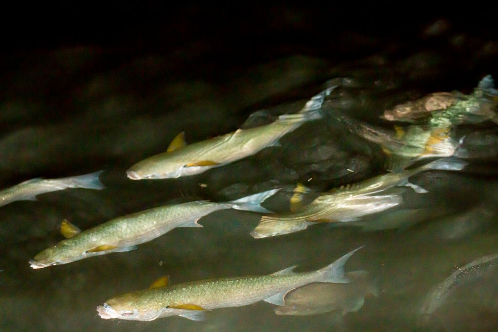 Mullet feeding on the eggs