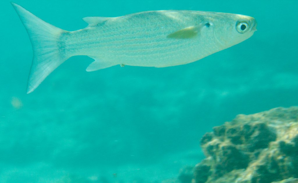 Mullet with yellow pectorals