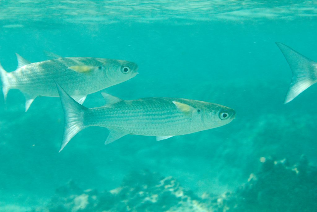Mullet with yellow pectorals