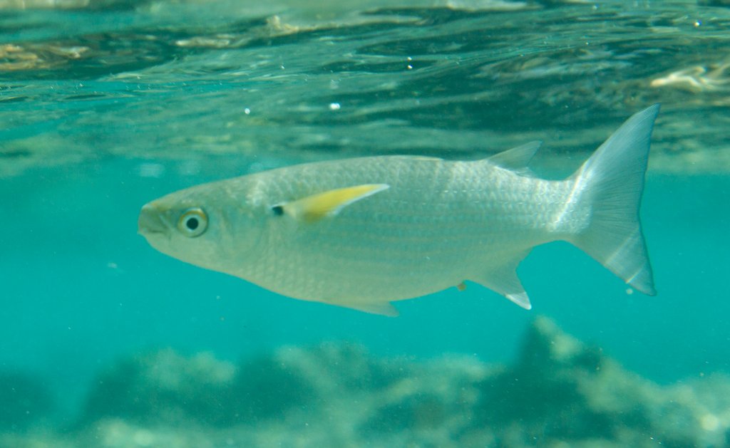 Mullet with yellow pectorals