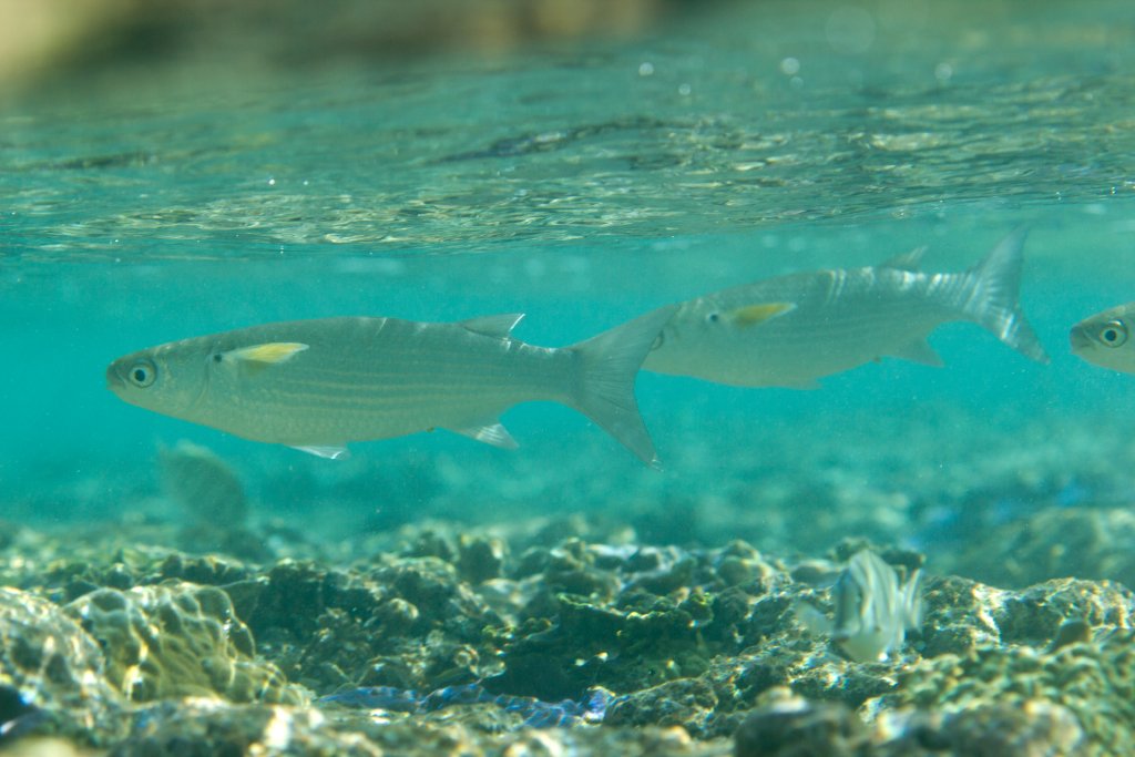 Mullet with yellow pectorals