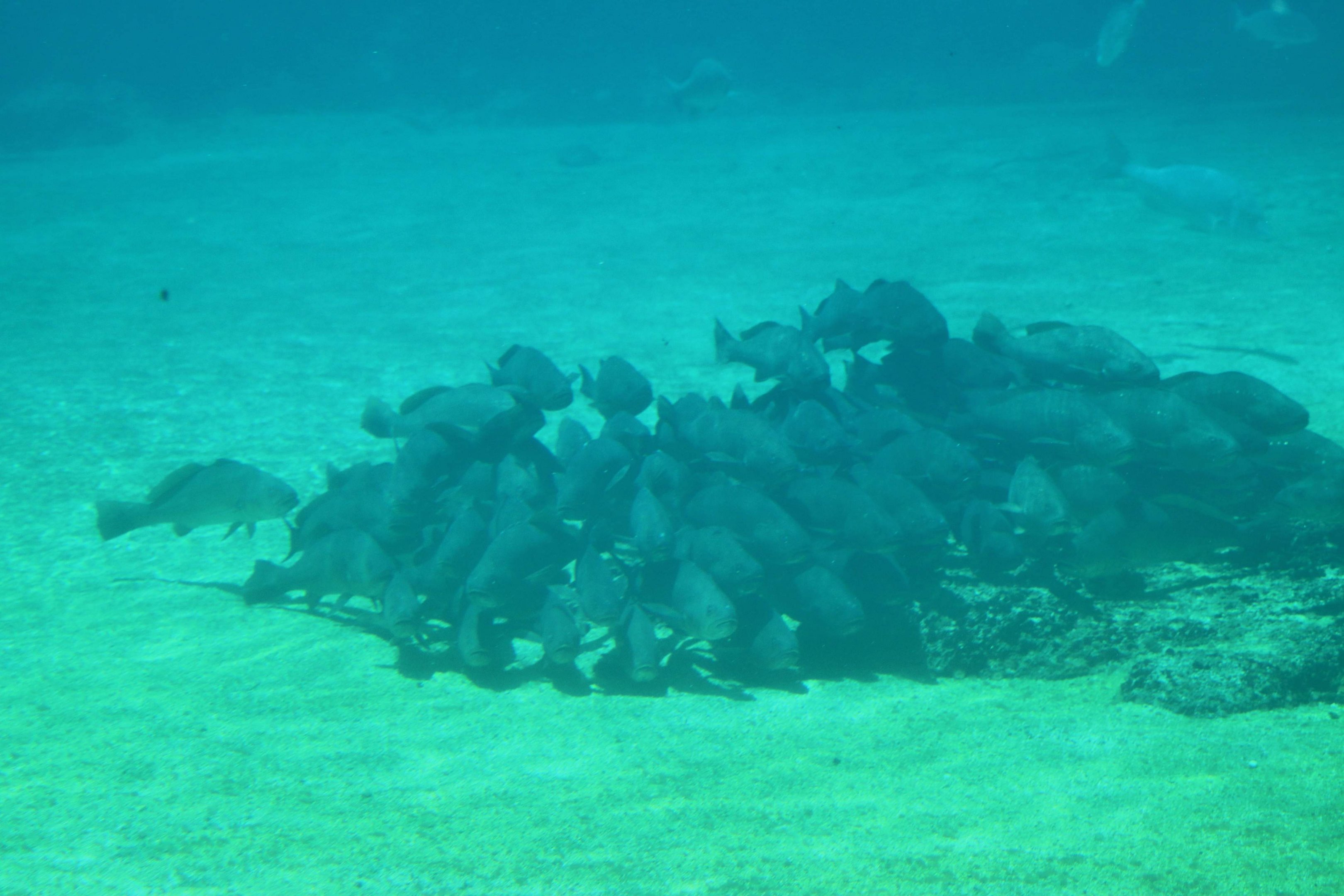 Mulloway (Argyrosomus japonicus)