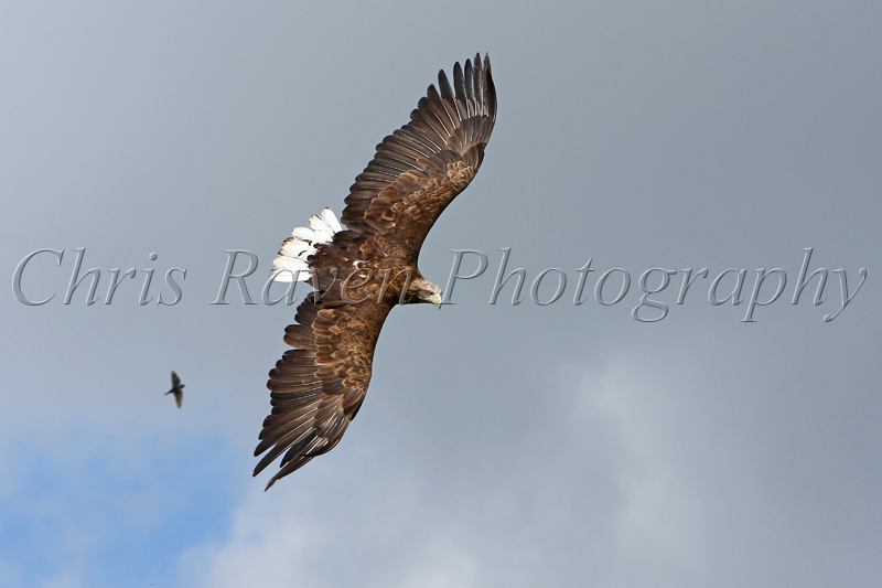 Mully - Male White-Tailed Sea Eagle