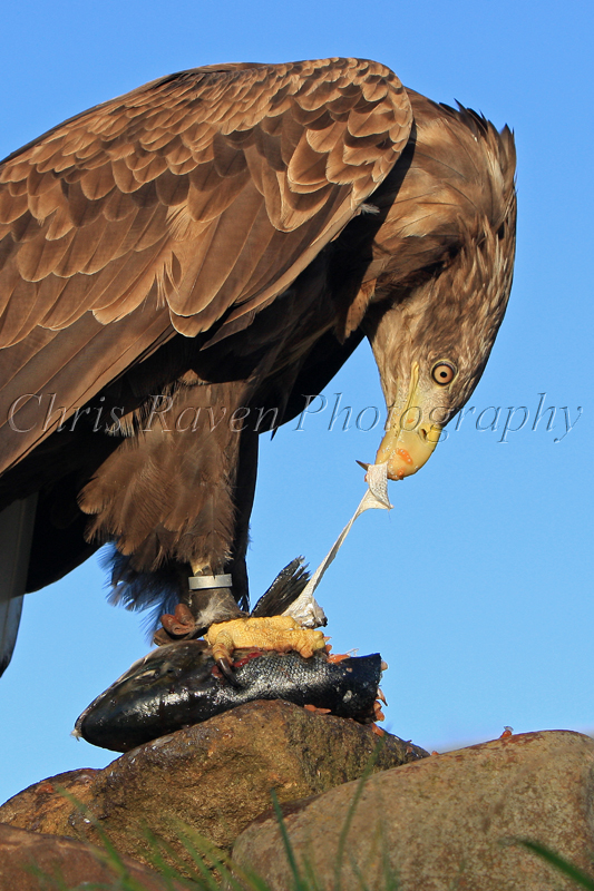 Mully - Male White-Tailed Sea Eagle