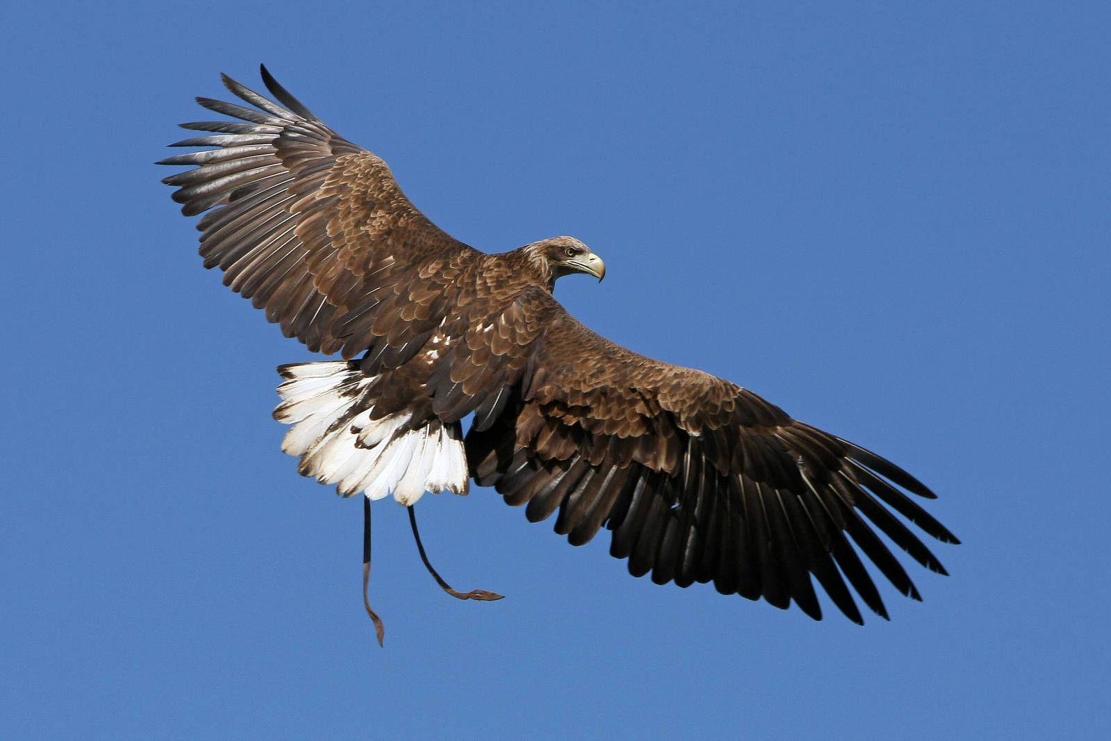 Mully our Male White Tailed Sea Eagle