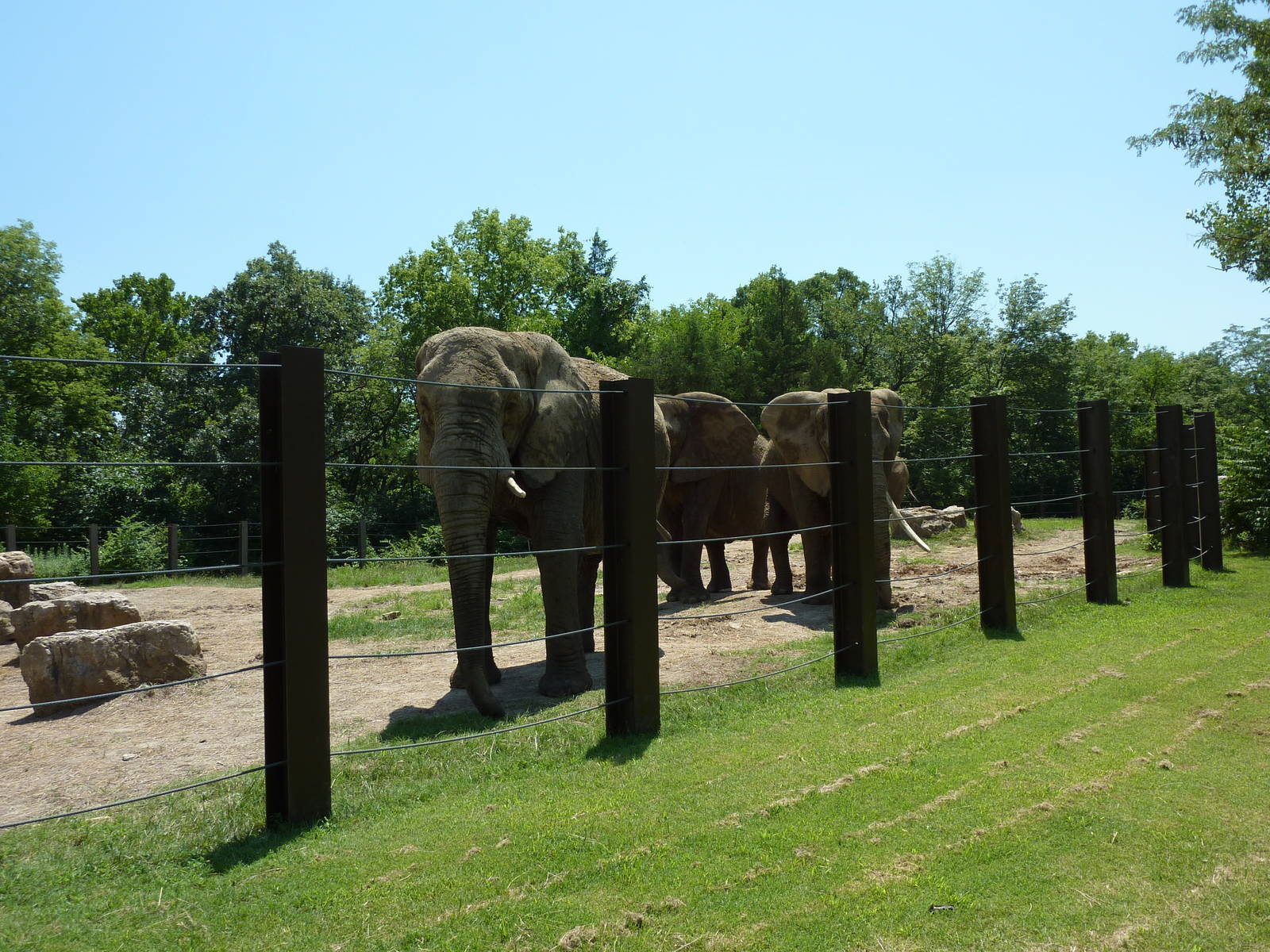 Multi-Acre African Elephant Exhibit