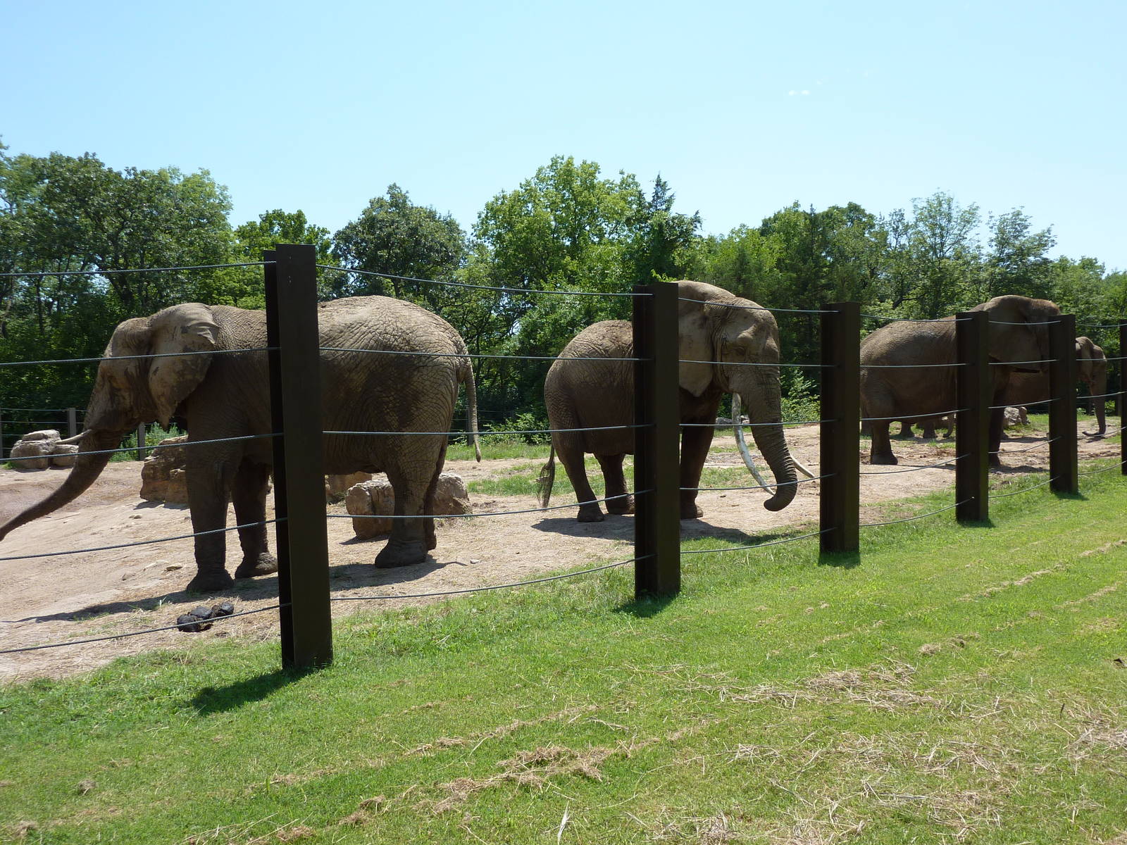 Multi-Acre African Elephant Exhibit