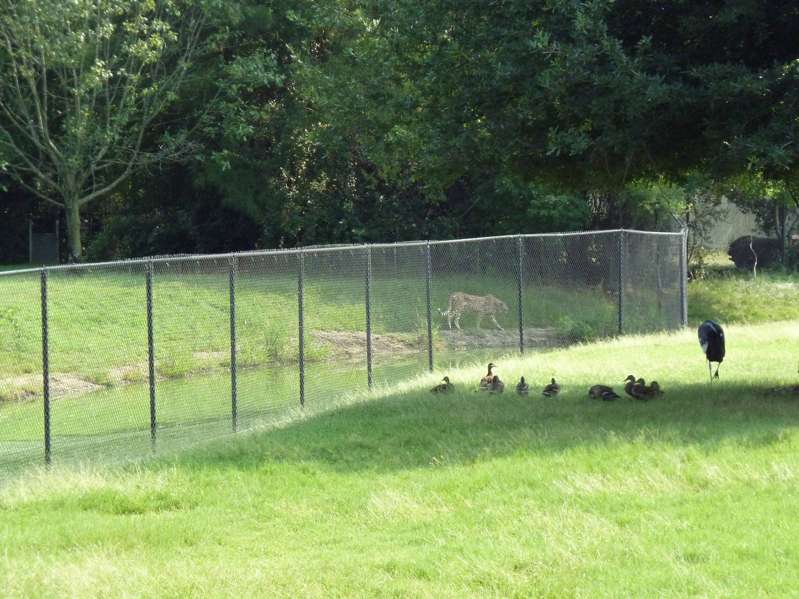 Multi-Acre African Savanna (8 Species) + Cheetah Exhibit