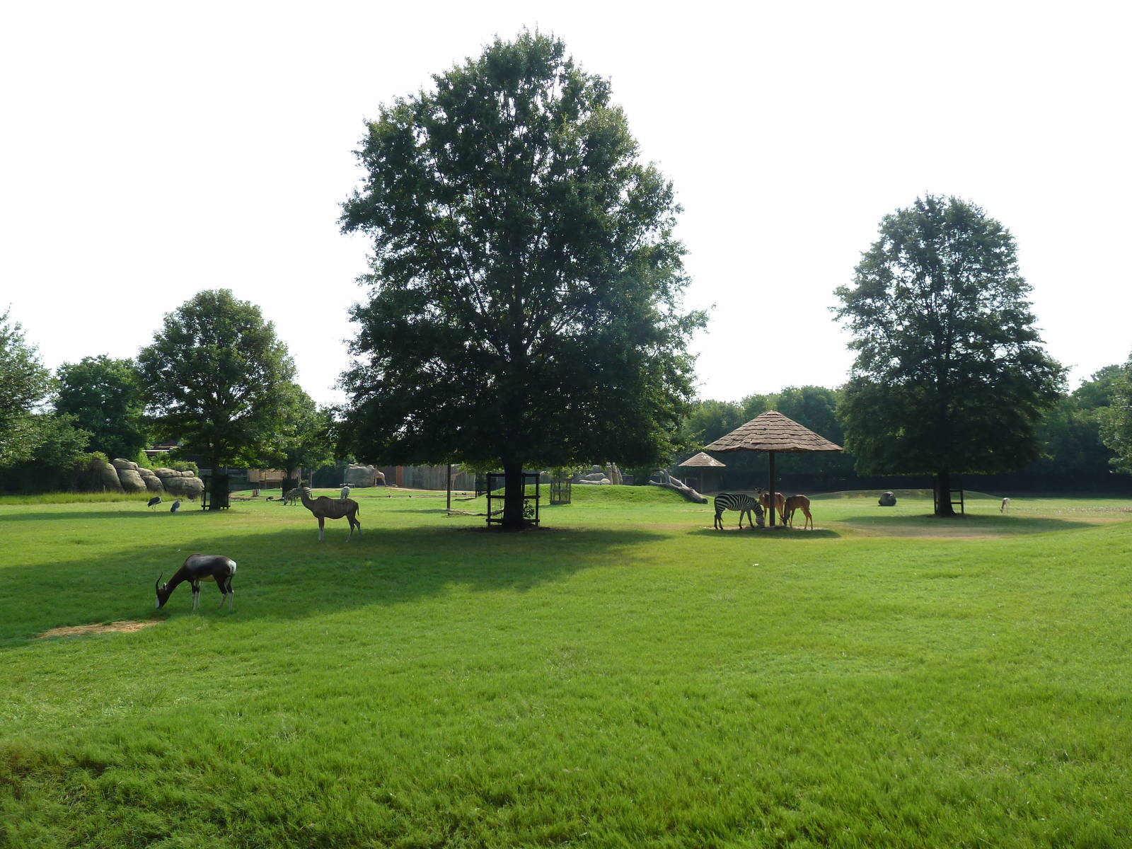 Multi-Acre African Savanna (8 Species)