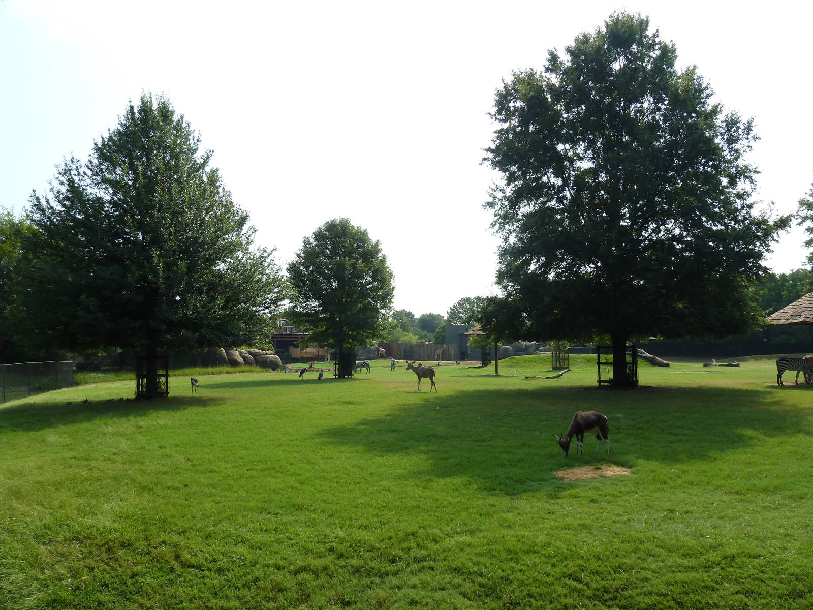 Multi-Acre African Savanna (8 Species)