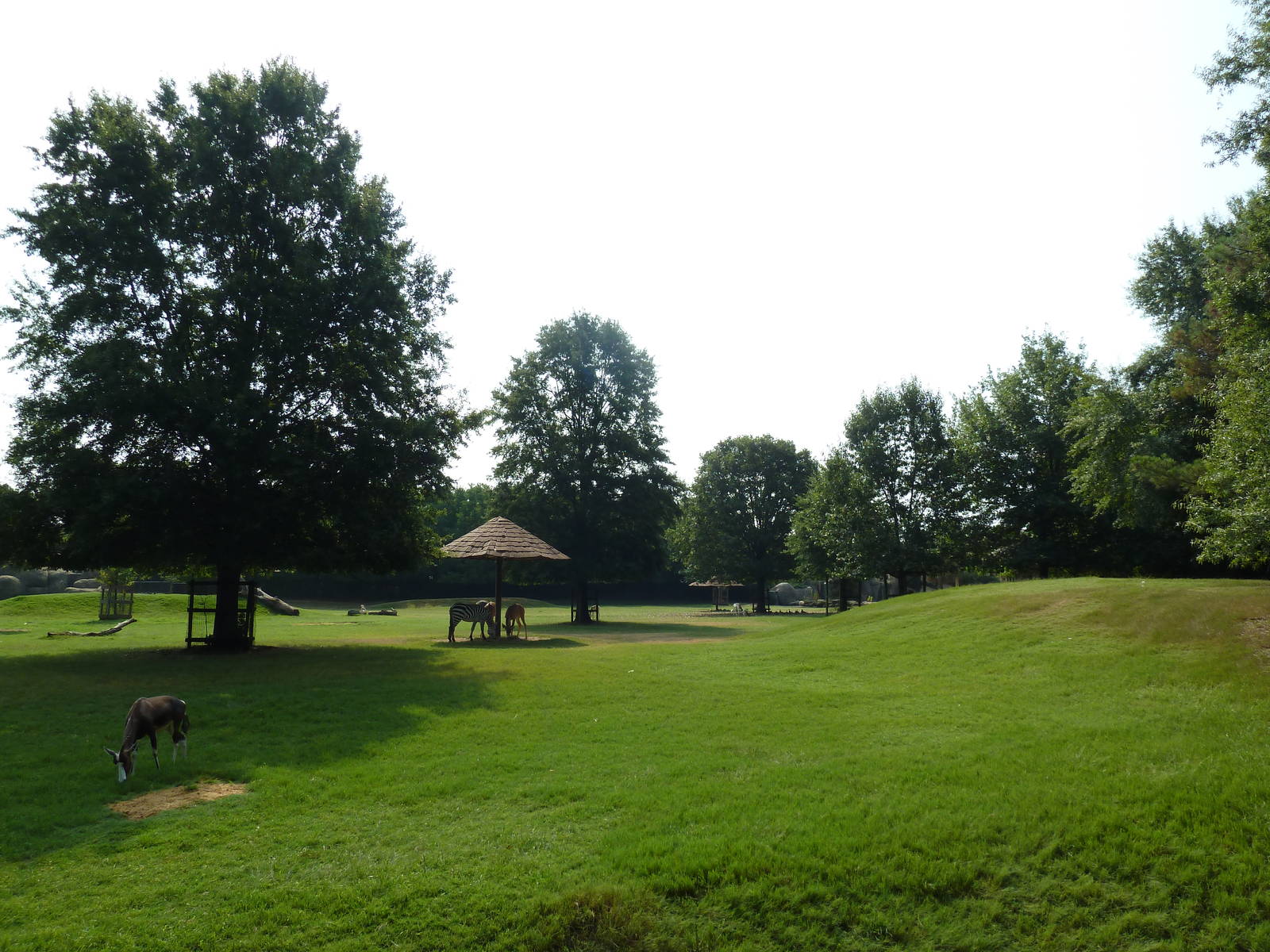 Multi-Acre African Savanna (8 Species)