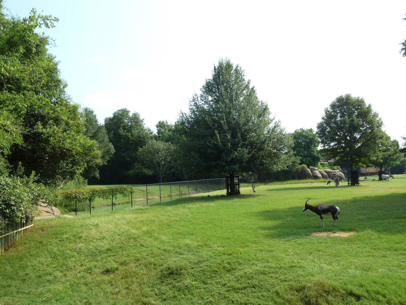 Multi-Acre African Savanna (8 Species)