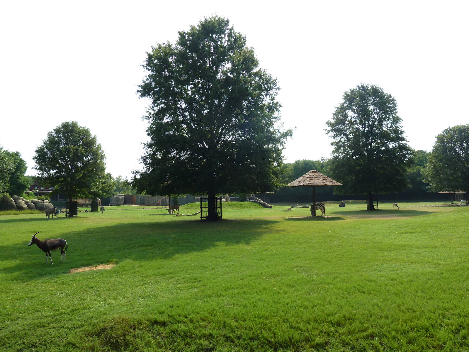 Multi-Acre African Savanna (8 Species)