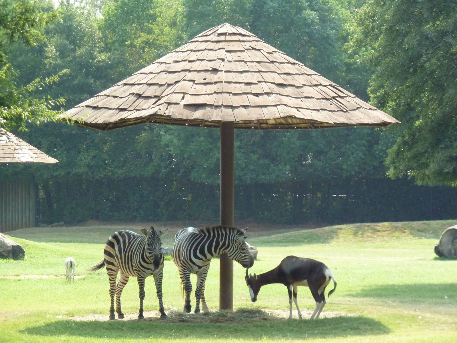 Multi-Acre African Savanna (8 Species)