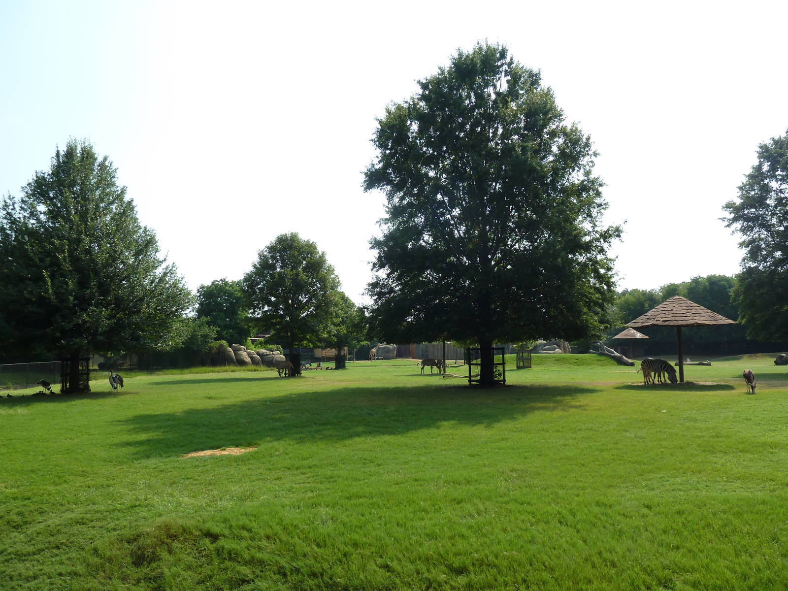 Multi-Acre African Savanna (8 Species)