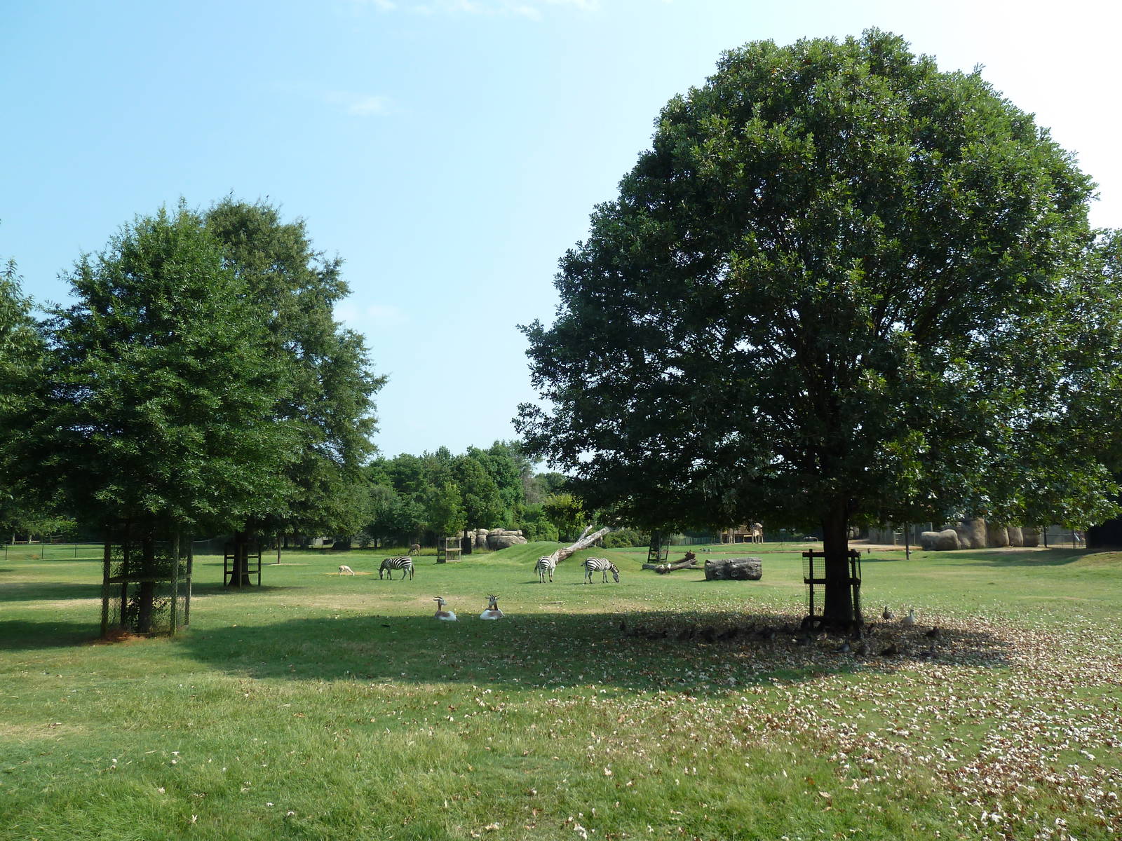 Multi-Acre African Savanna (8 Species)