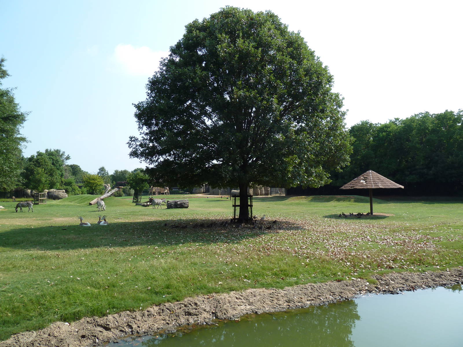 Multi-Acre African Savanna (8 Species)