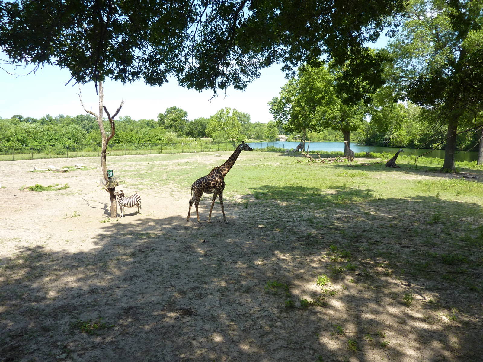 Multi-Acre African Savanna