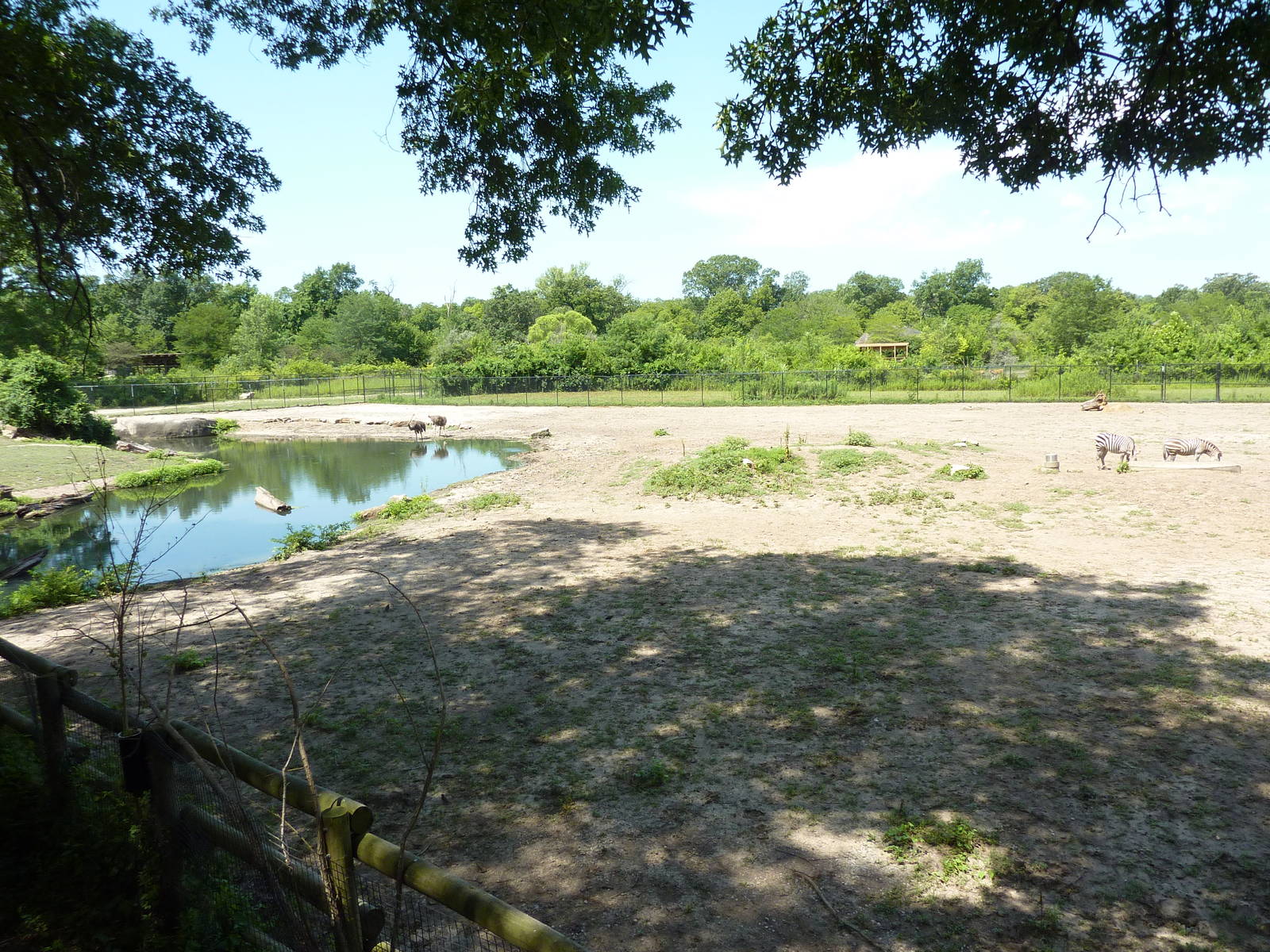 Multi-Acre African Savanna