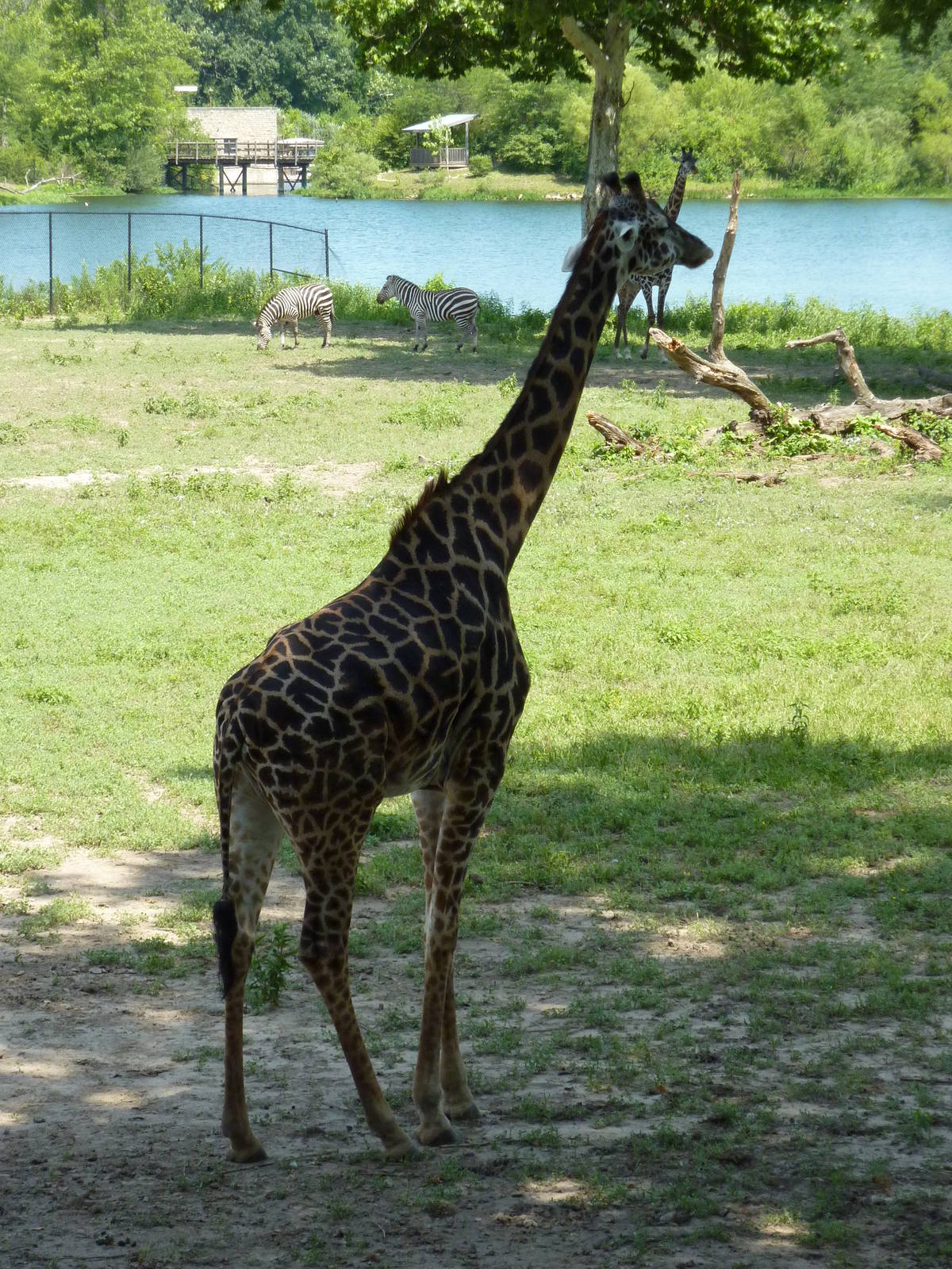 Multi-Acre African Savanna