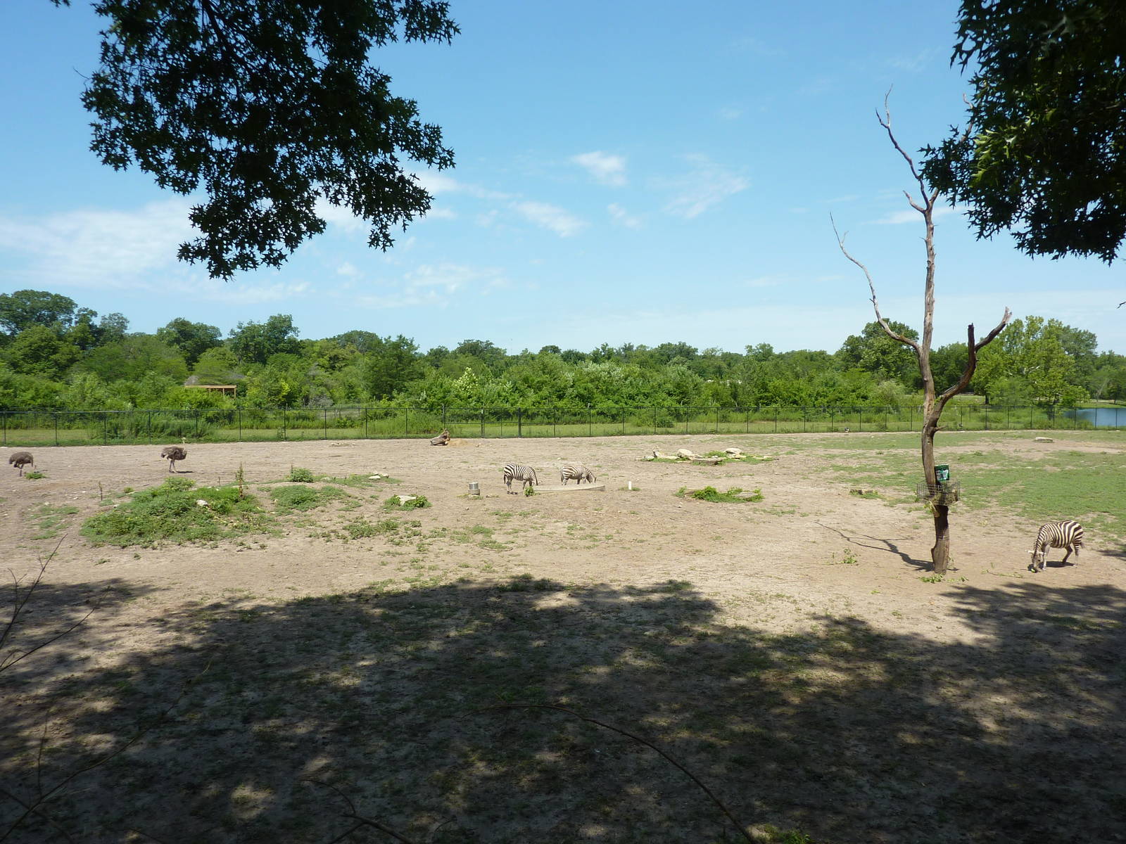 Multi-Acre African Savanna