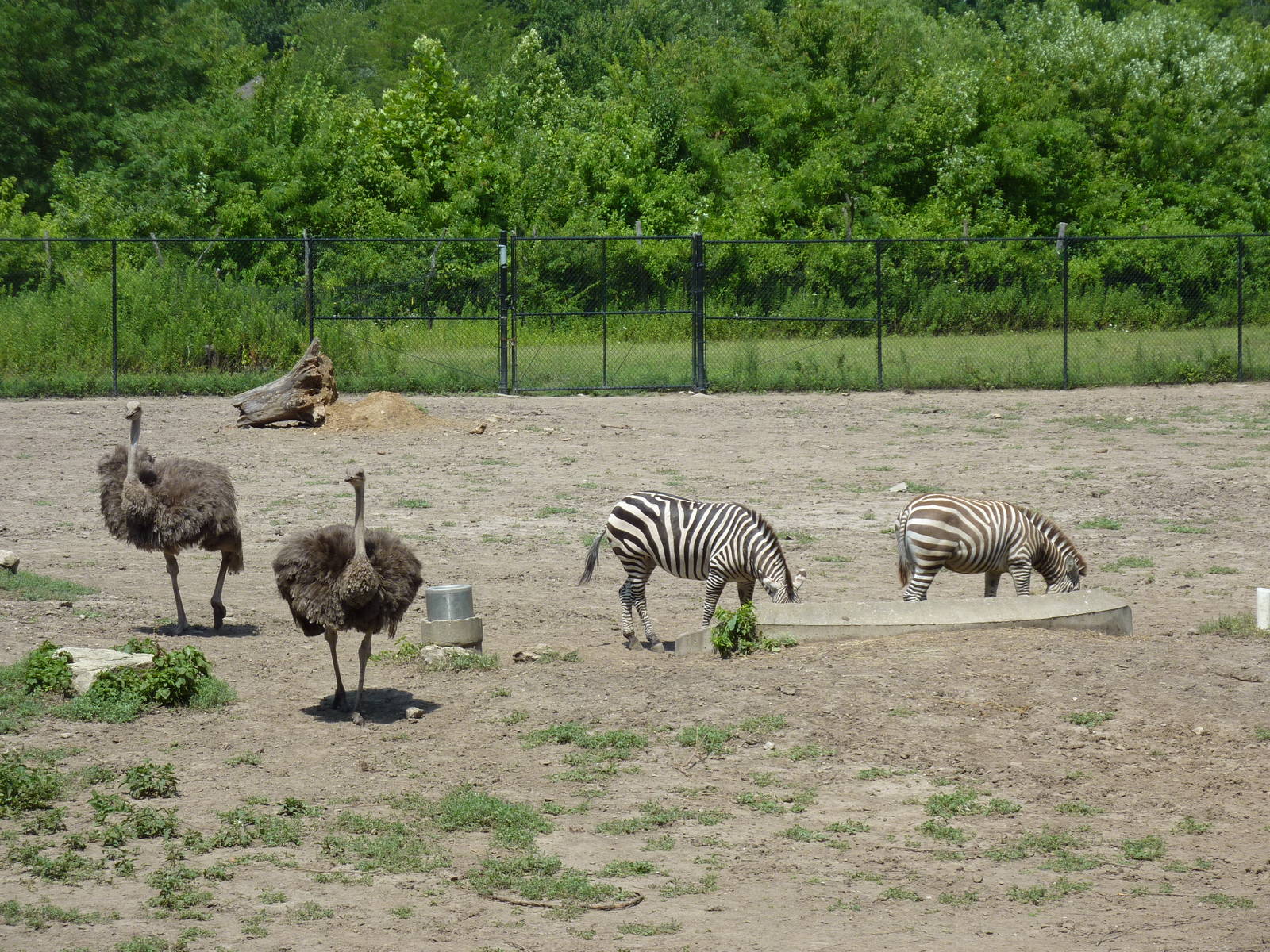 Multi-Acre African Savanna