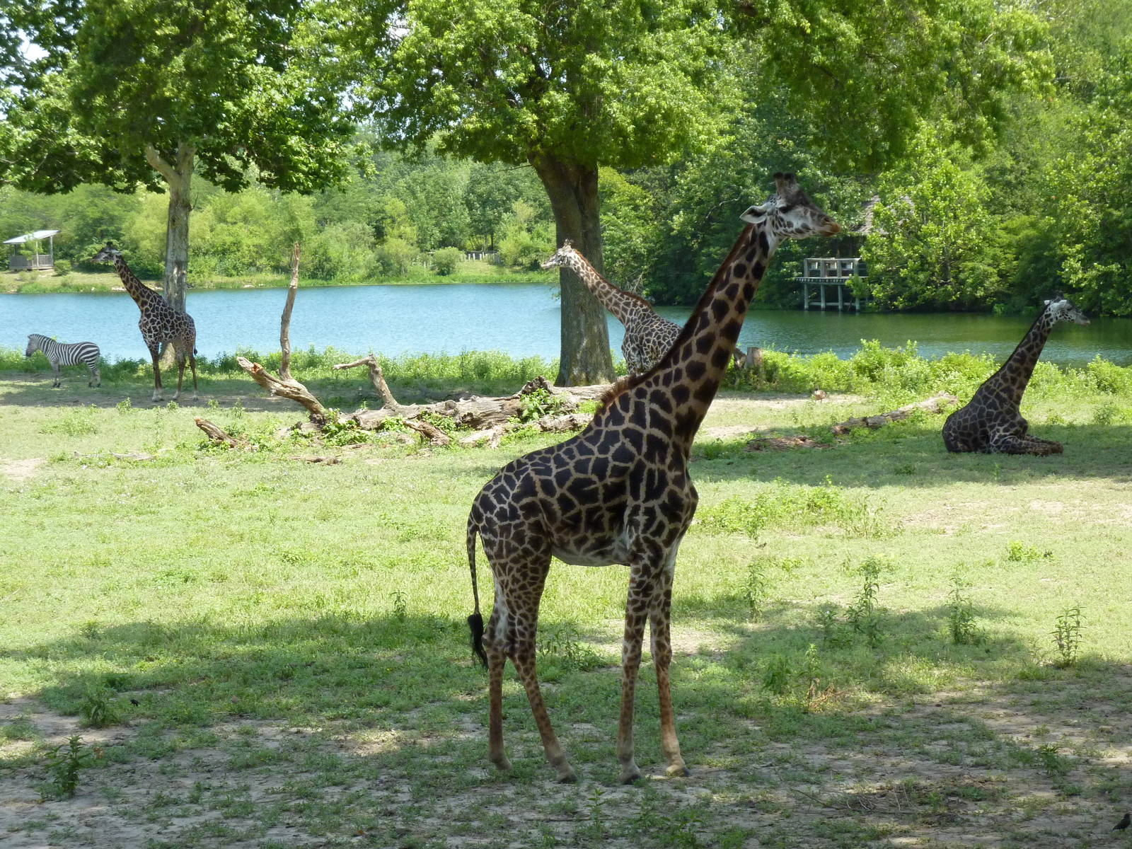 Multi-Acre African Savanna