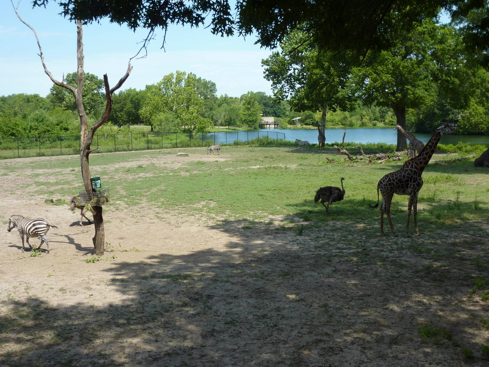 Multi-Acre African Savanna