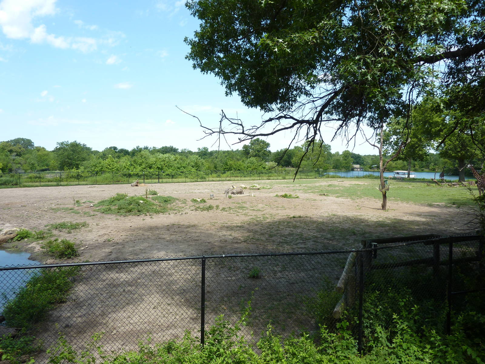 Multi-Acre African Savanna