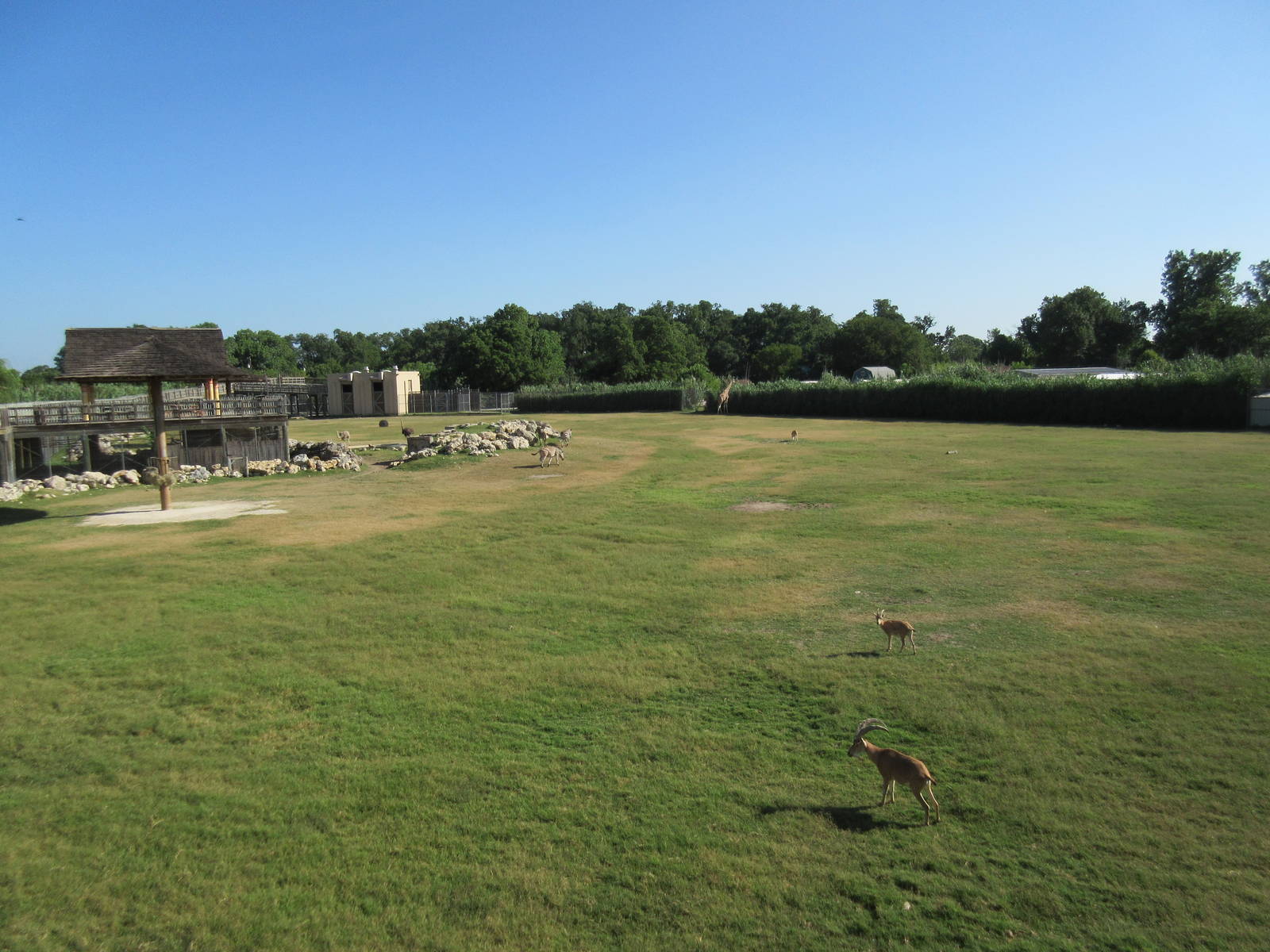 Multi-Acre African Savanna
